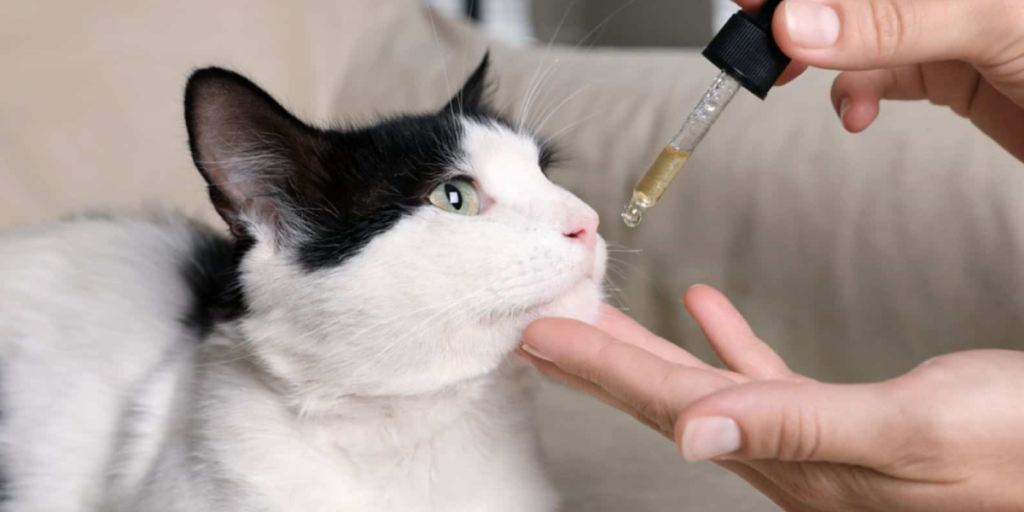 How Do Cats Get Worms