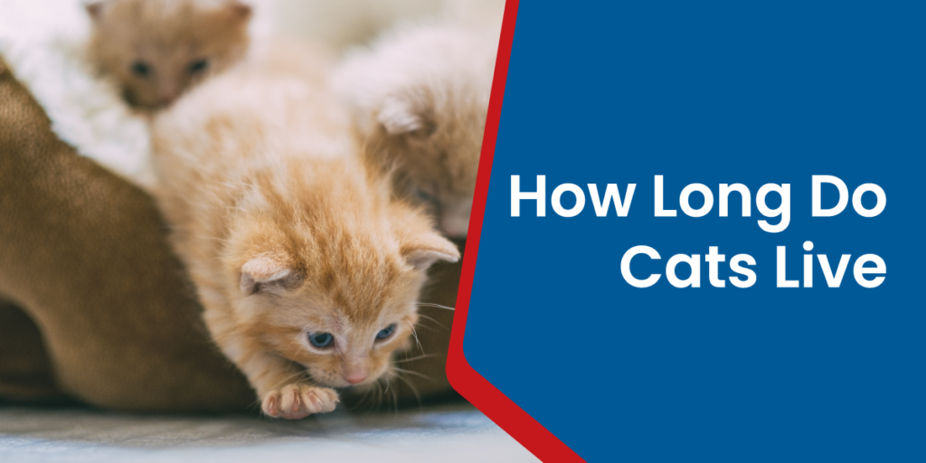 How Long Do Cats Live