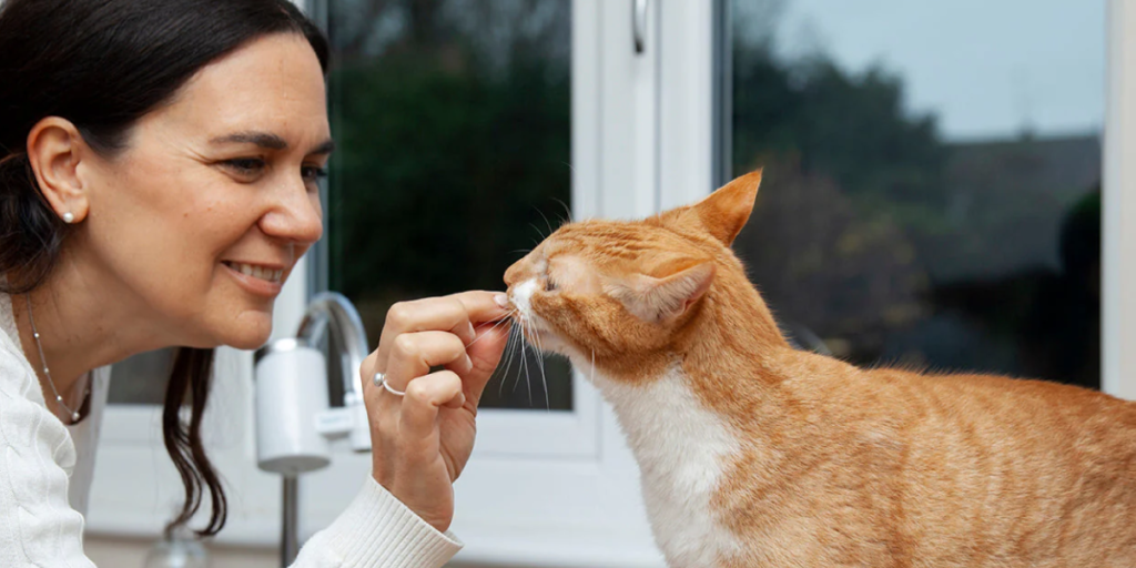 Is There Any Difference in Deworming Between Kittens and Cats