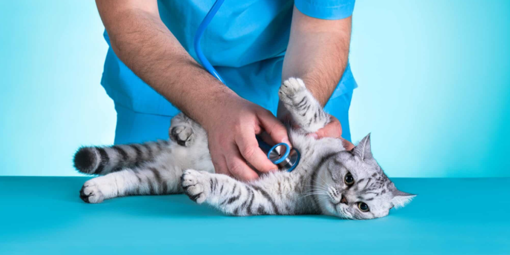 Medical Care