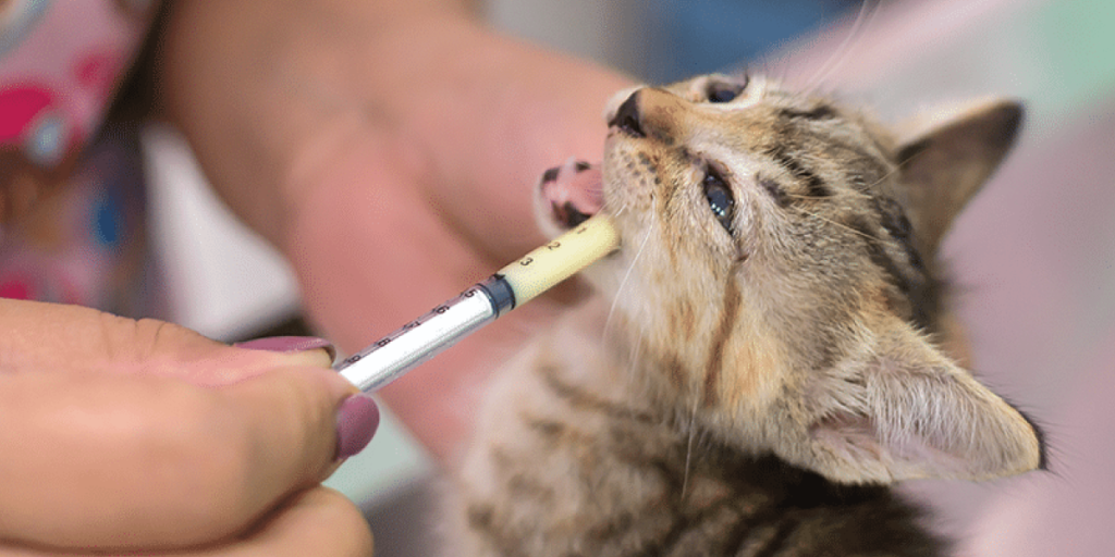 Preventing Worms in Cats