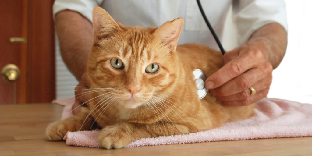 Signs That Your Cat Has Worms