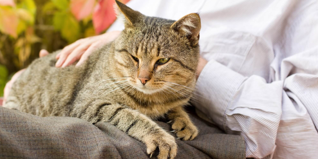 What are the Common Aging Signs in Cats