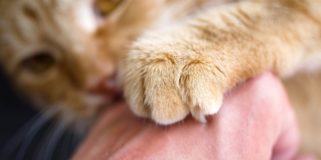 Cat Scratch Disease in Humans – What Are the Symptoms?