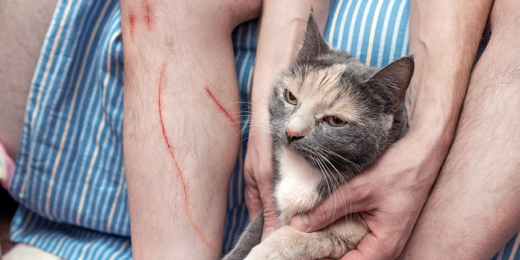 What is Cat Scratch Fever?